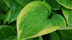 Bladgroen – Overige Vloeren